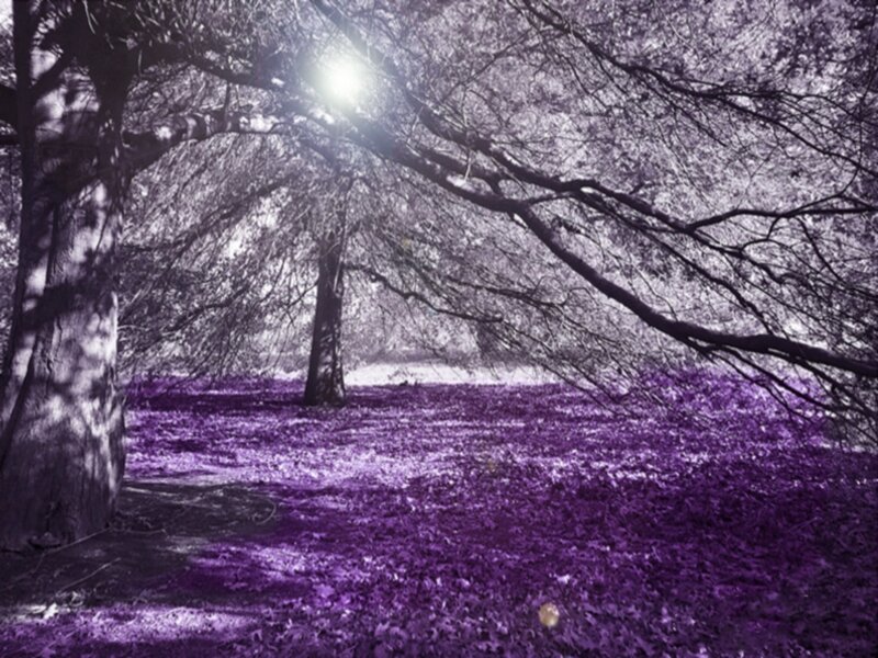 Forest with Purple Leaves — Serene