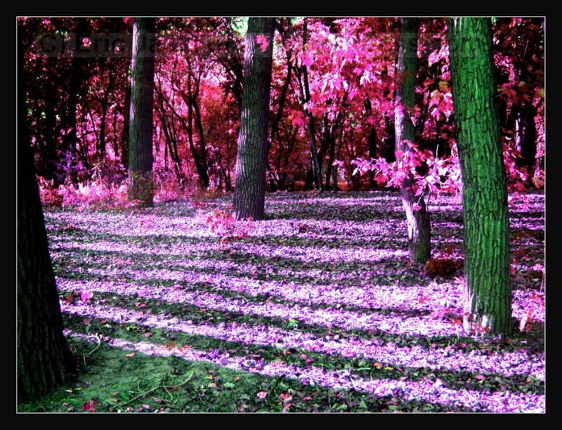 Forest with Purple Leaves
