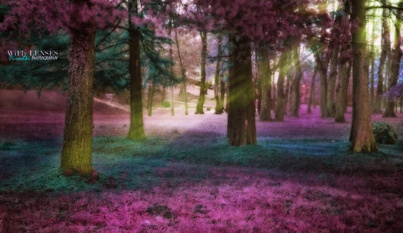 Forest with Purple Trees