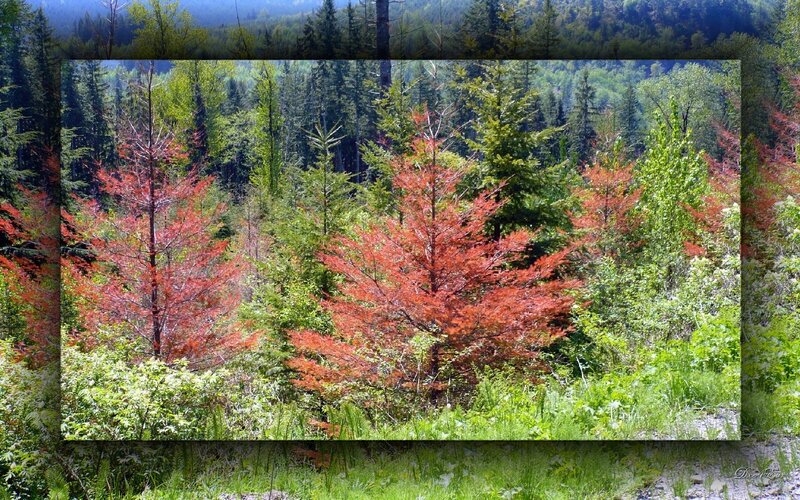 Forest with Red and Green Trees