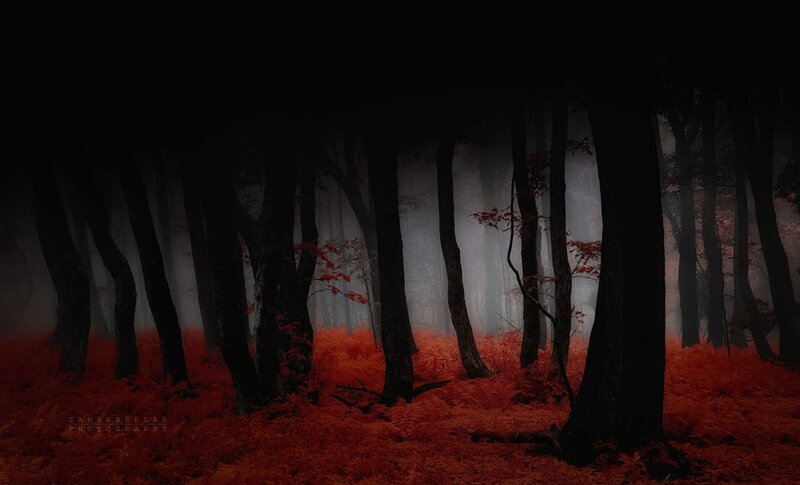 Forest with Red Foliage — Black