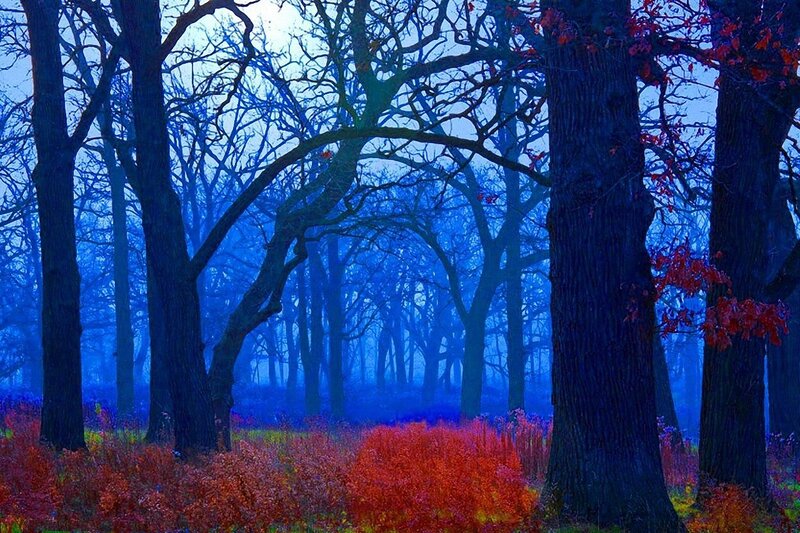 Forest with Red Foliage — Blue
