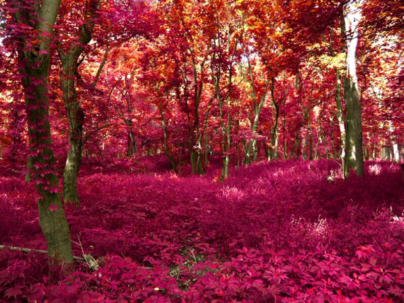 Forest with Red Foliage — Magenta