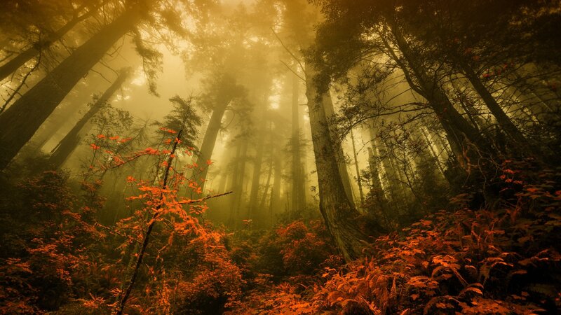 Forest with Red Foliage — Orange