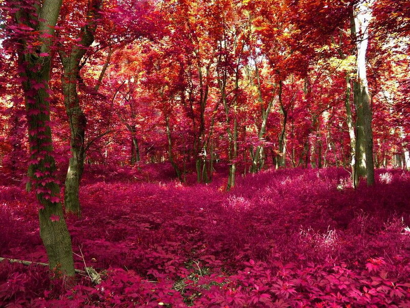 Forest with Red Foliage — Serene