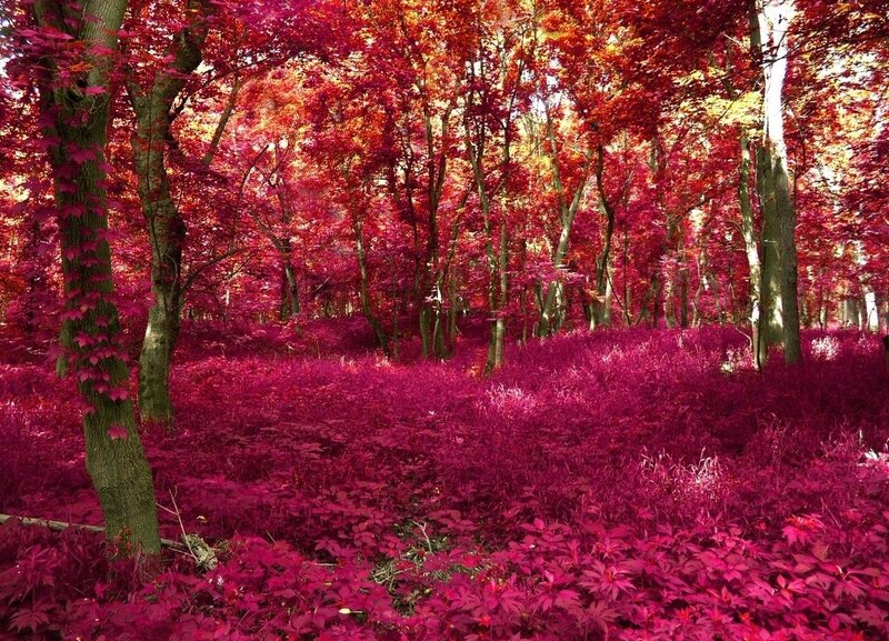 Forest with Red Foliage