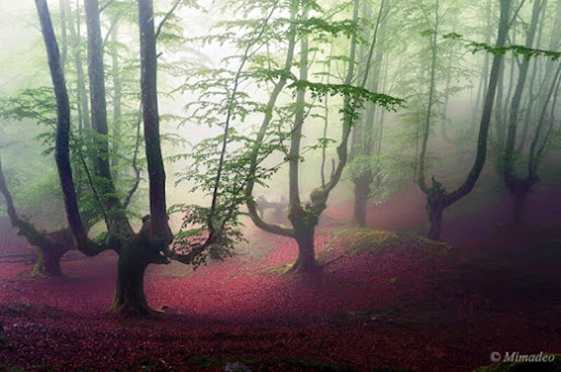 Forest with Red Ground — Green