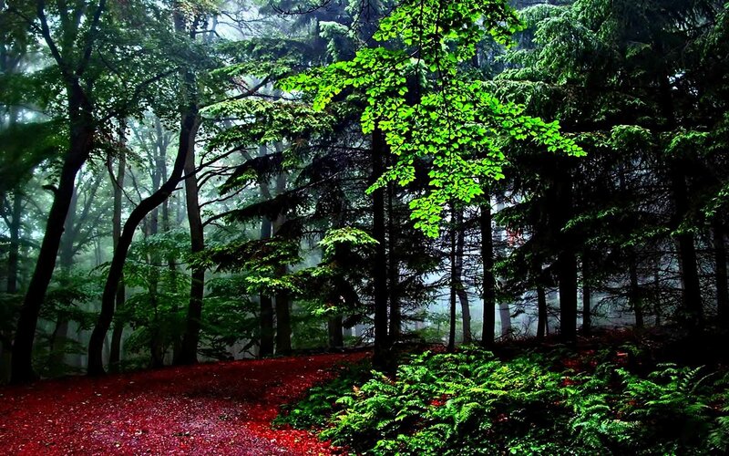 Forest with Red Ground