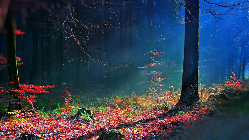 Forest with Red Leaves — Dramatic