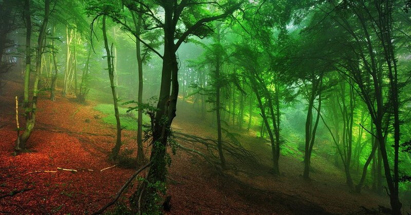 Forest with Red Leaves — Green, Misty