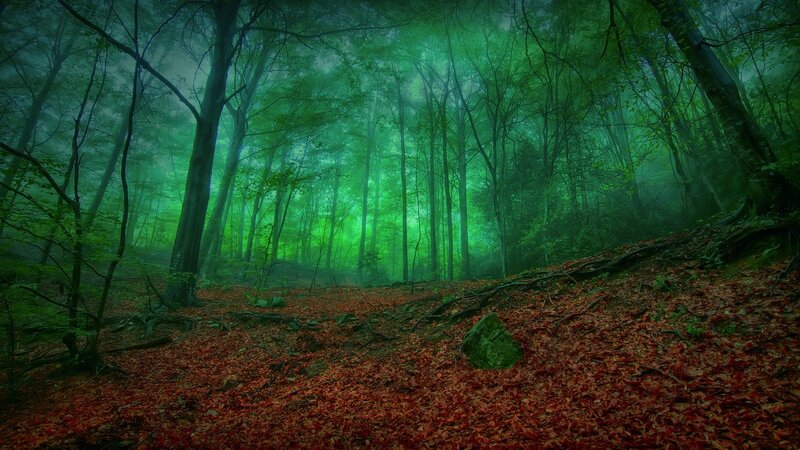 Forest with Red Leaves — Green, Mysterious