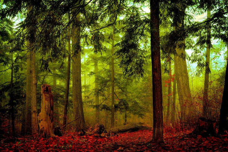 Forest with Red Leaves — Green, Serene