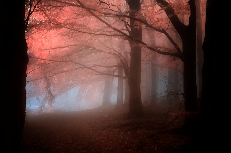 Forest with Red Leaves — Mysterious, Autumn, Photograph
