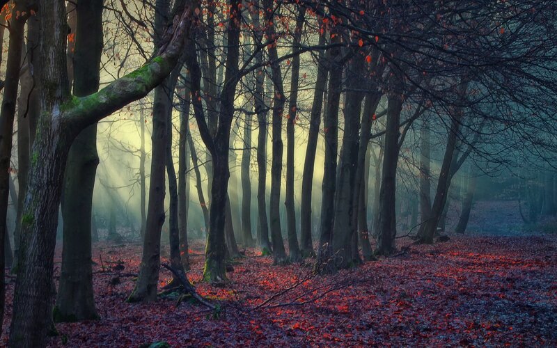 Forest with Red Leaves — Mysterious, Autumn, Photograph, Trees