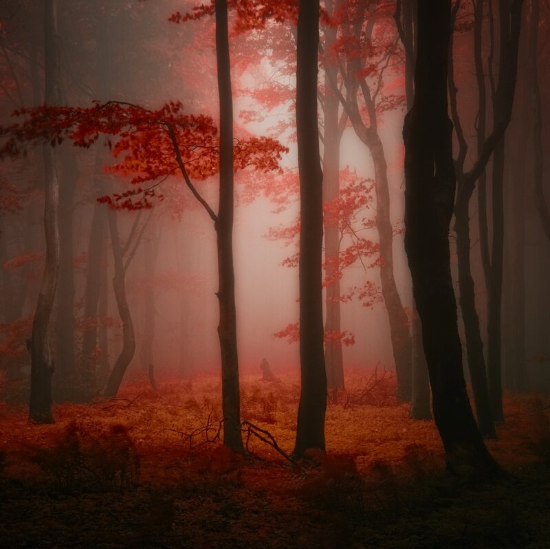 Forest with Red Leaves — Mysterious, Autumn
