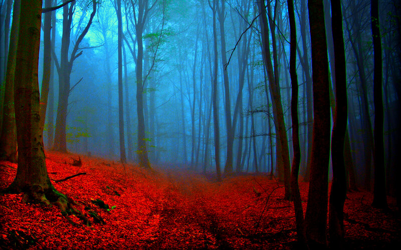 Forest with Red Leaves — Mysterious