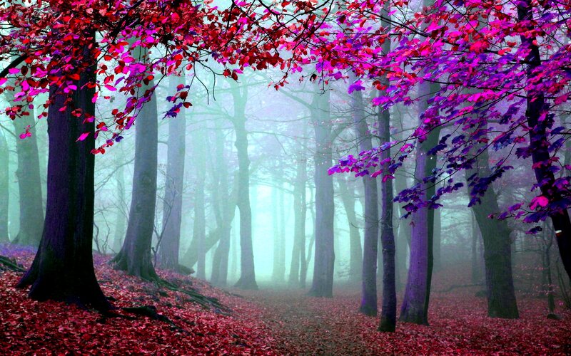 Forest with Red Leaves — Mystical