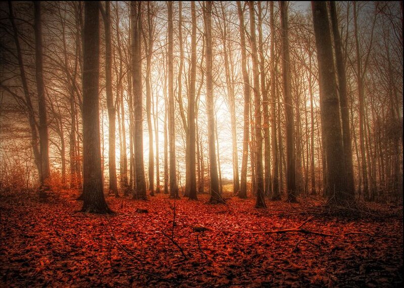 Forest with Red Leaves — Serene, Autumn, Photograph