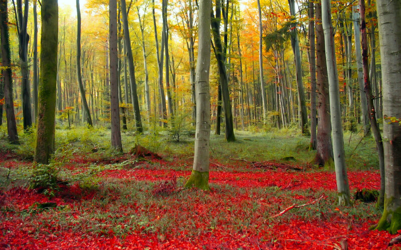 Forest with Red Leaves — Serene, Autumn, Photograph, Trees, Fallen Leaves