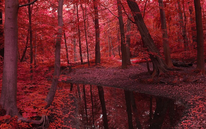 Forest with Red Leaves — Serene, Autumn, Photograph, Trees, Puddle