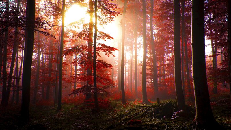 Forest with Red Leaves — Serene, Autumn, Photograph, Trees