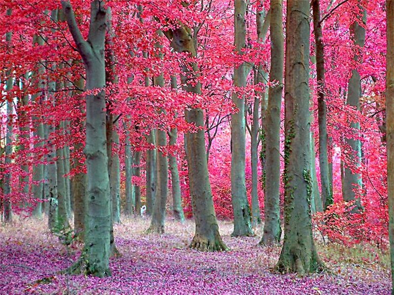 Forest with Red Leaves — Serene