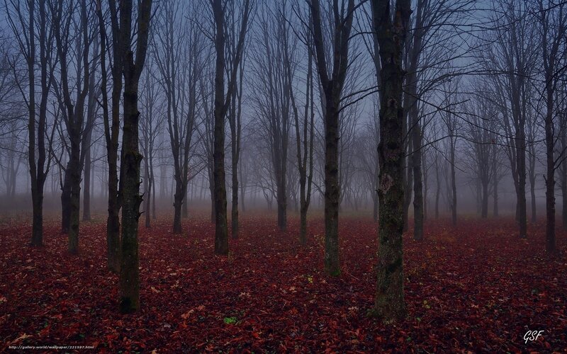 Forest with Red Leaves — Somber, Autumn