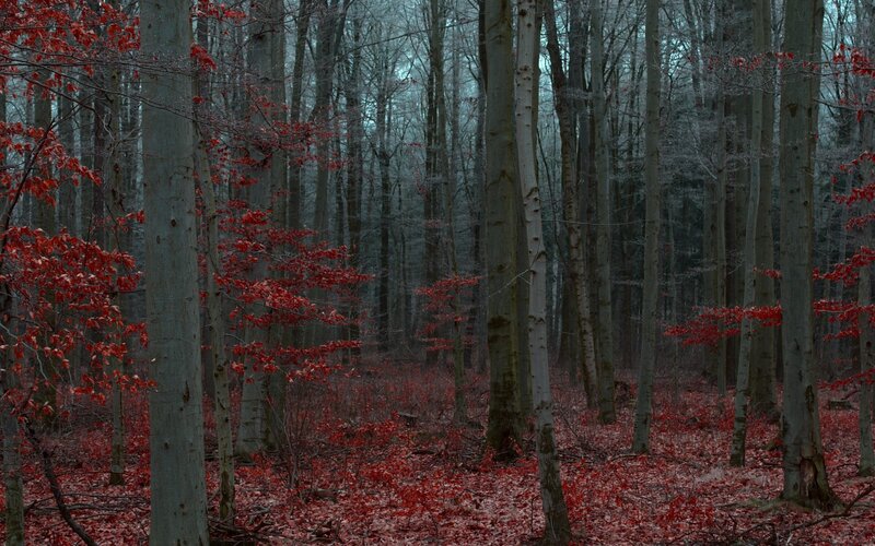 Forest with Red Leaves — Somber