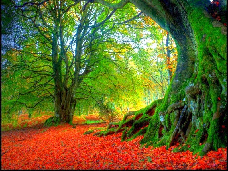 Forest with red leaves