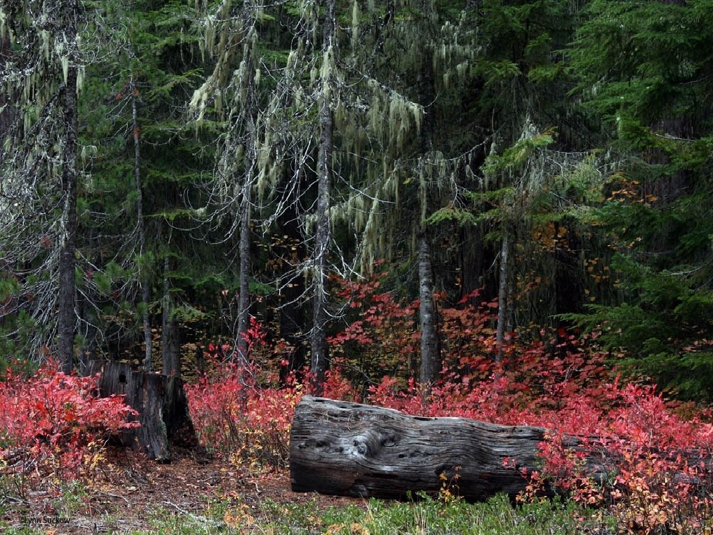 Forest with red shrubs and log