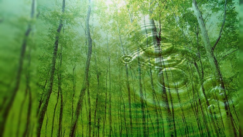 Forest with Ripples
