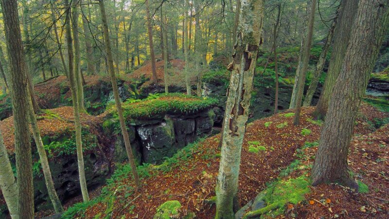 Forest with Rock Formations — Green