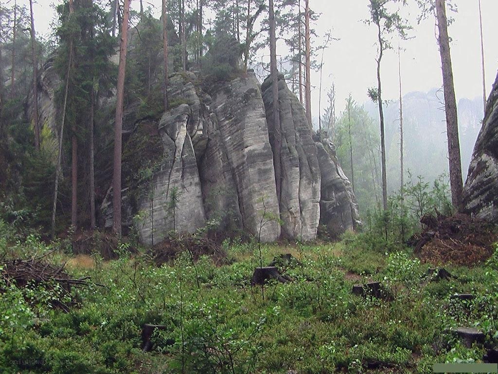 Forest with rock formations