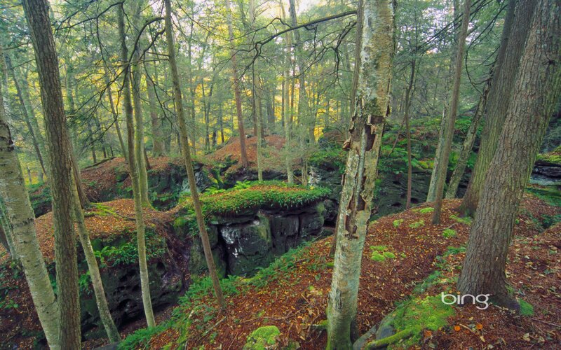 Forest with rocky outcrops