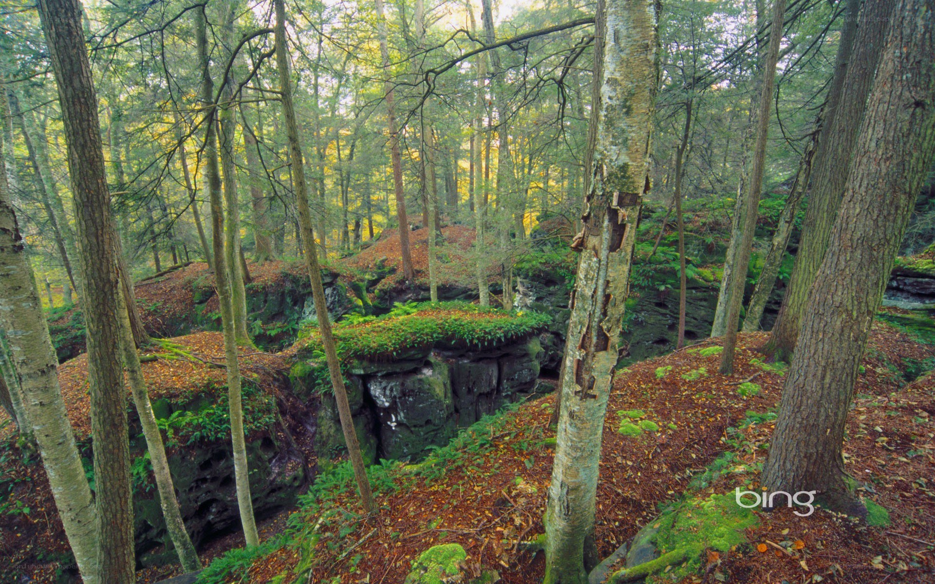 Forest with rocky outcrops