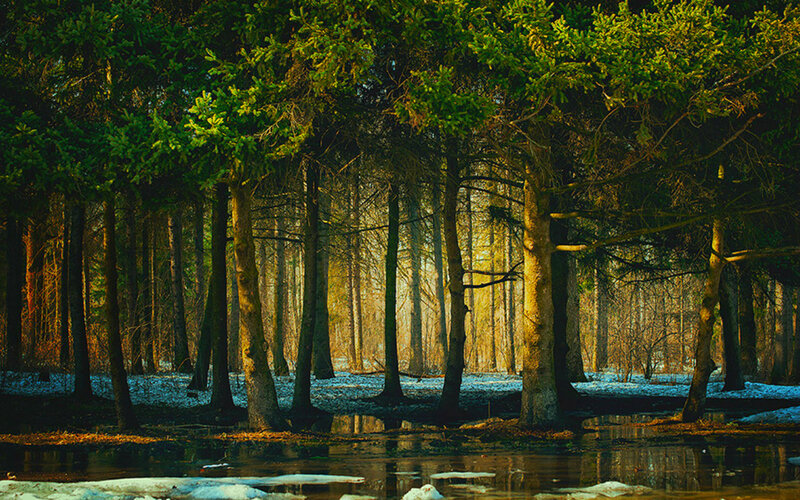Forest with Snow and Water