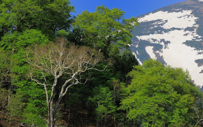Forest with snow-capped mountain
