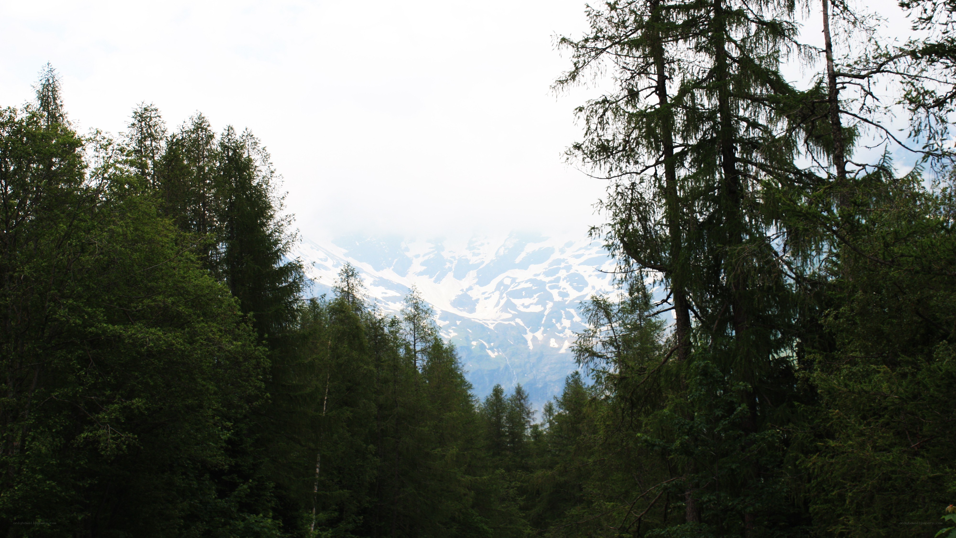 forest with snow-capped mountains