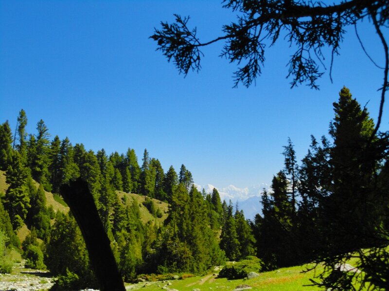 Forest with snow-capped mountains