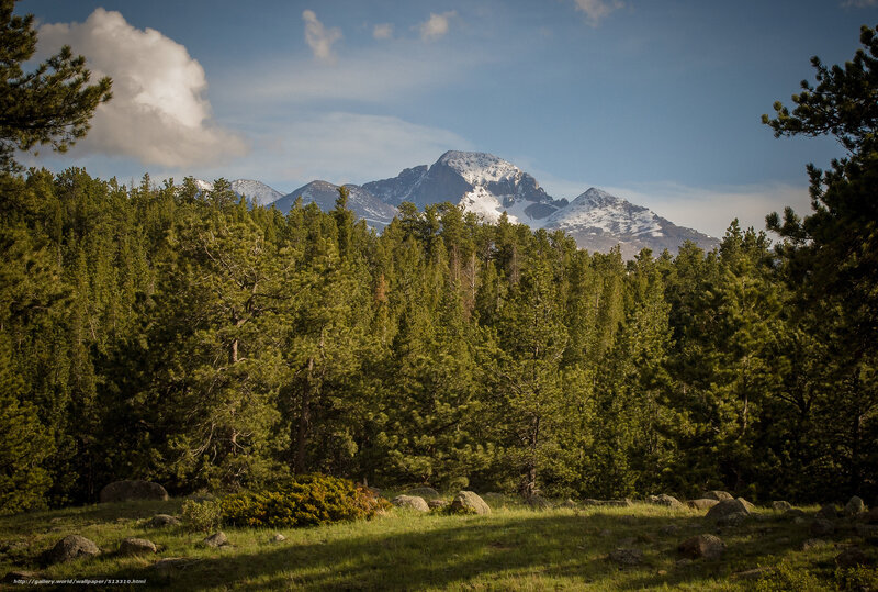 Forest with snow-capped mountains