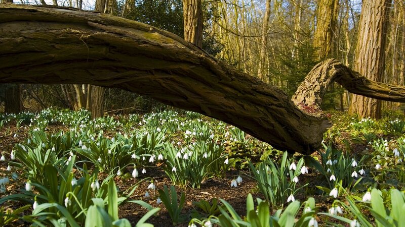 Forest with snowdrops and fallen log