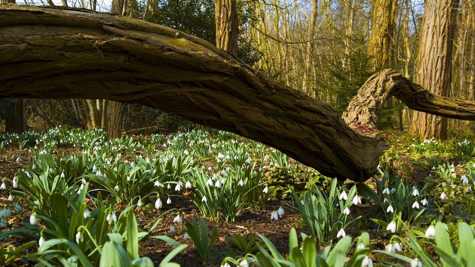 Forest with snowdrops and fallen log
