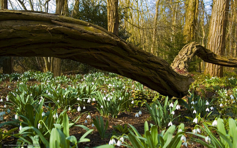 Forest with snowdrops and fallen log