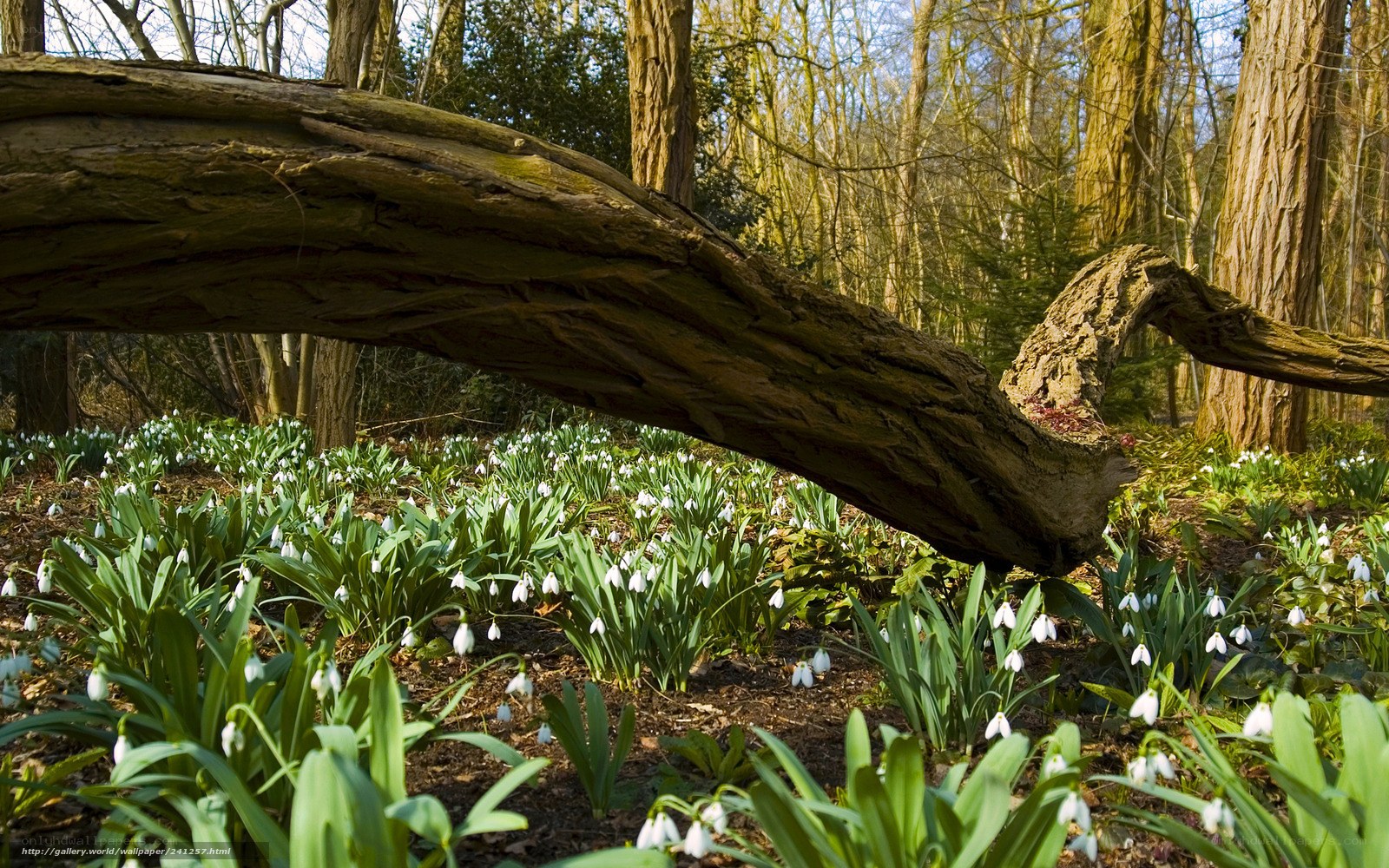 Forest with snowdrops and fallen log
