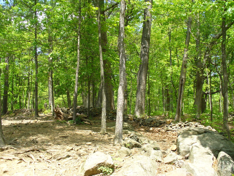 forest with stone ruins