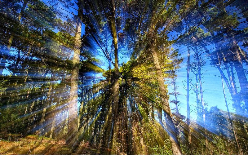 Forest with Sunbeams — Blue, Dramatic