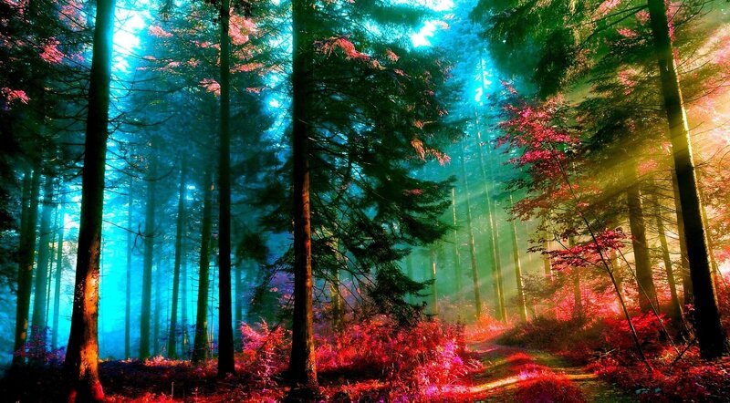 Forest with Sunbeams — Blue