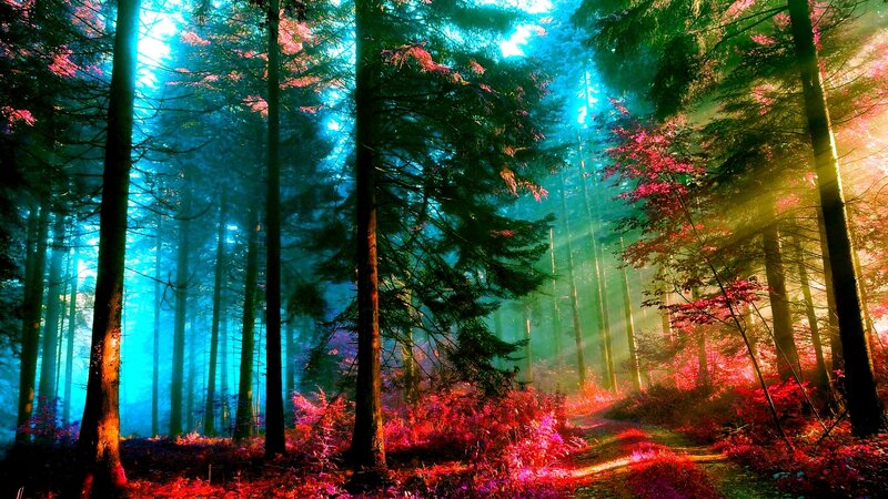 Forest with Sunbeams