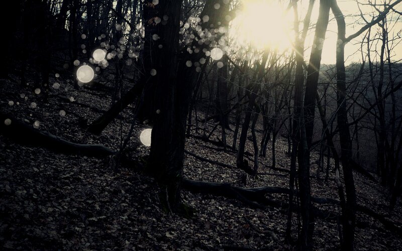 Forest with Sunlight — Black