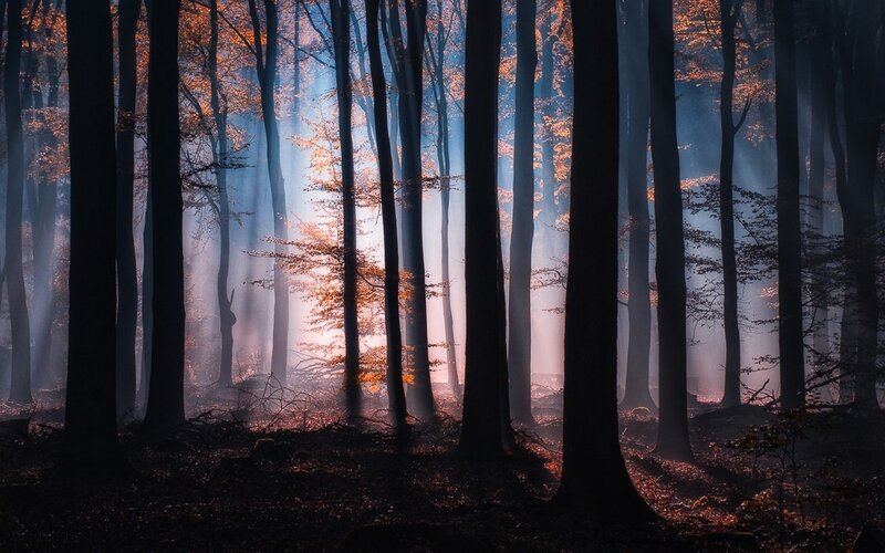Forest with Sunlight — Blue